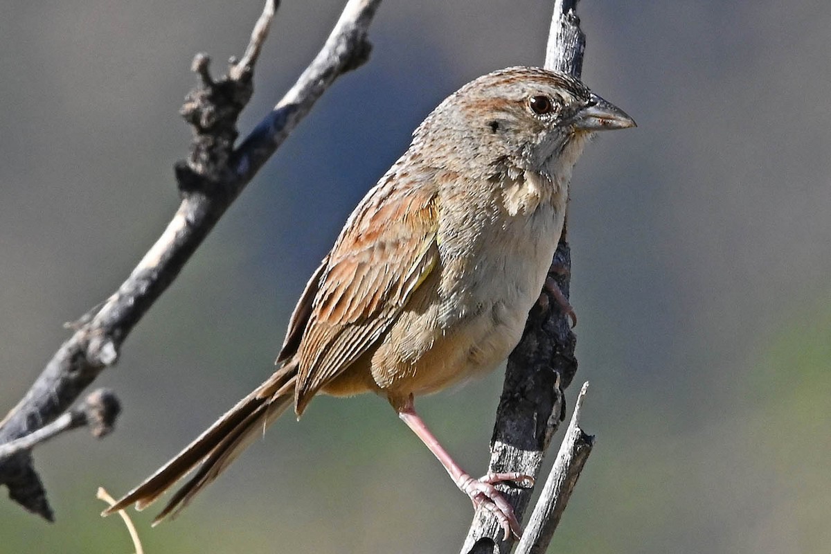 Botteri's Sparrow - ML638100218