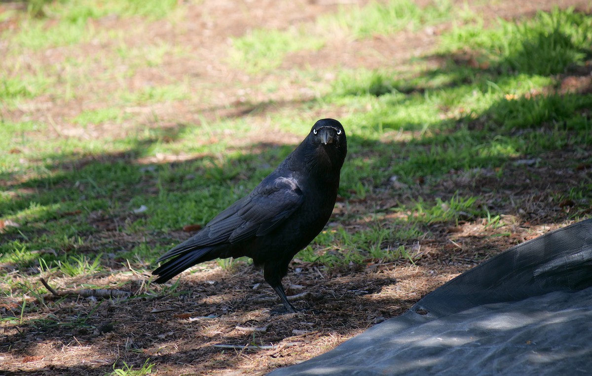 Forest Raven - ML638100301