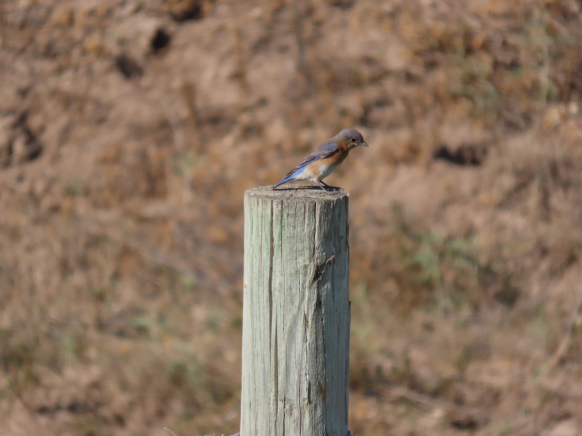 Eastern Bluebird - ML638100320