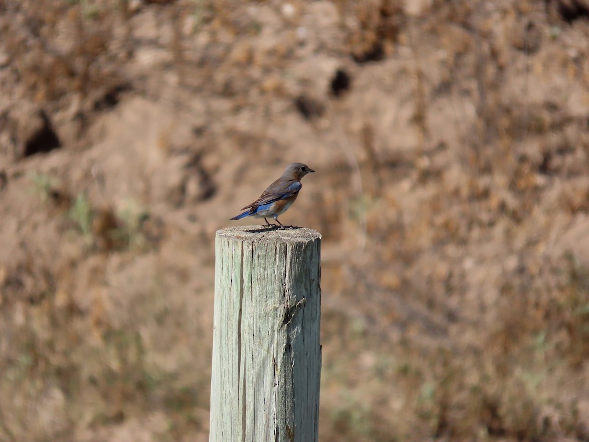 Eastern Bluebird - ML638100321