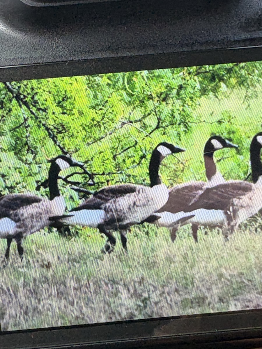 Canada Goose - ML638100336