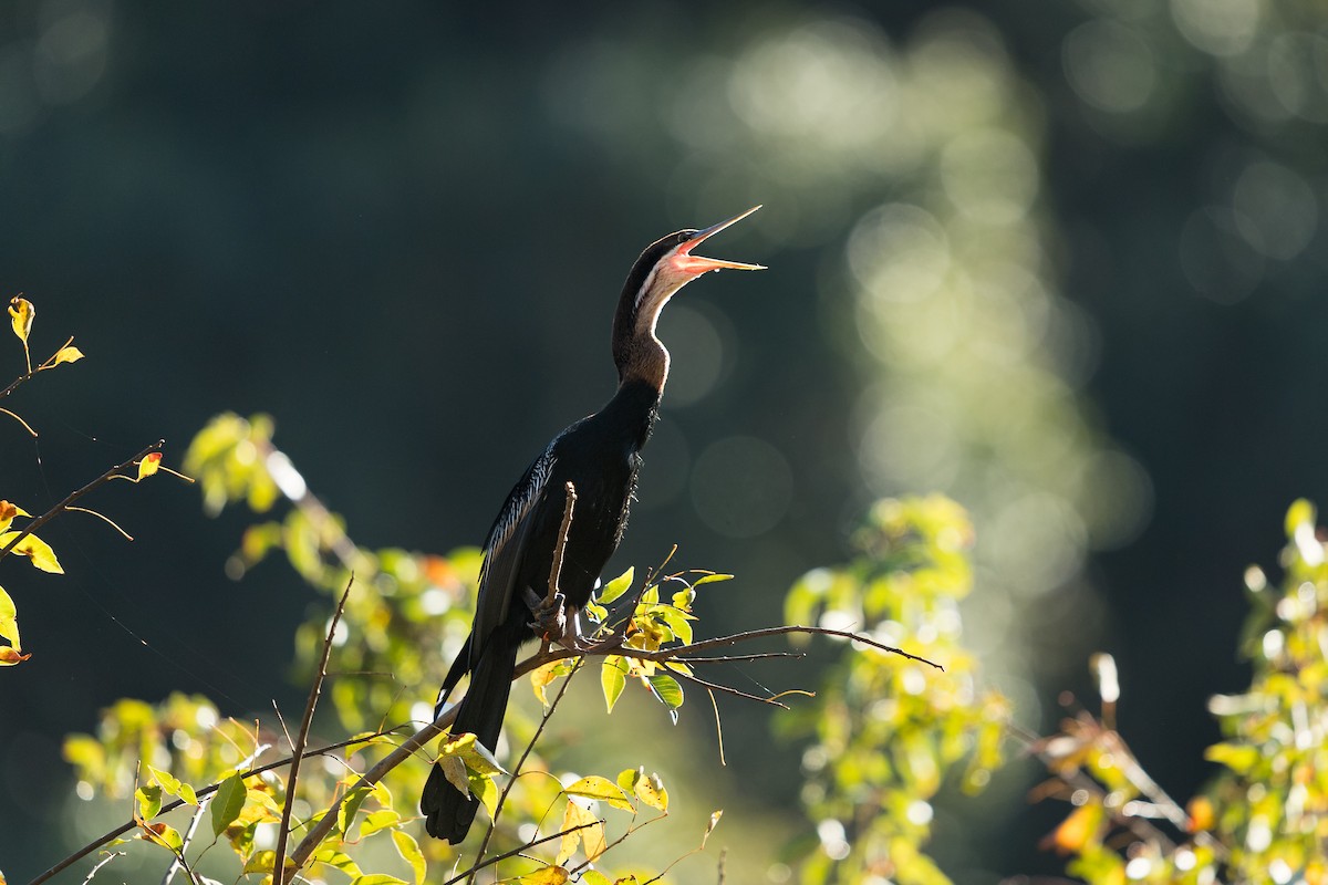 African Darter - ML638100337