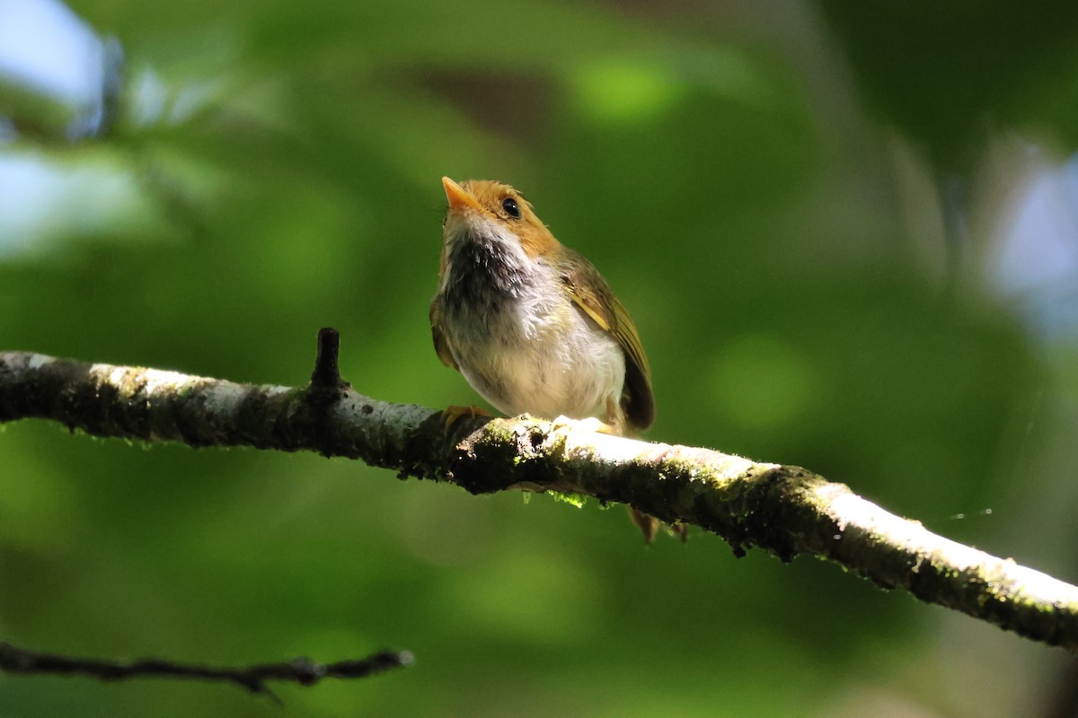 Rufous-faced Warbler - ML638100339