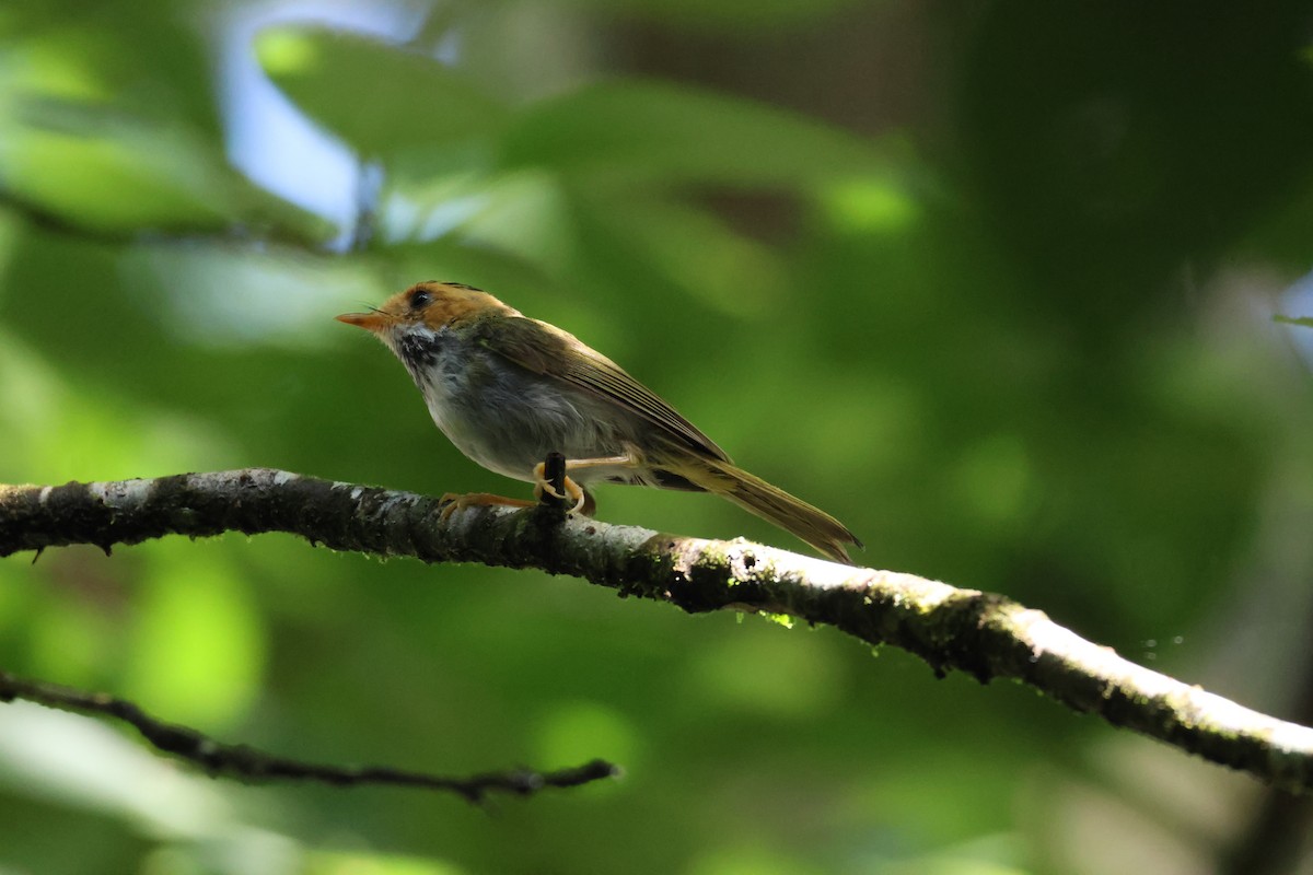 Rufous-faced Warbler - ML638100340