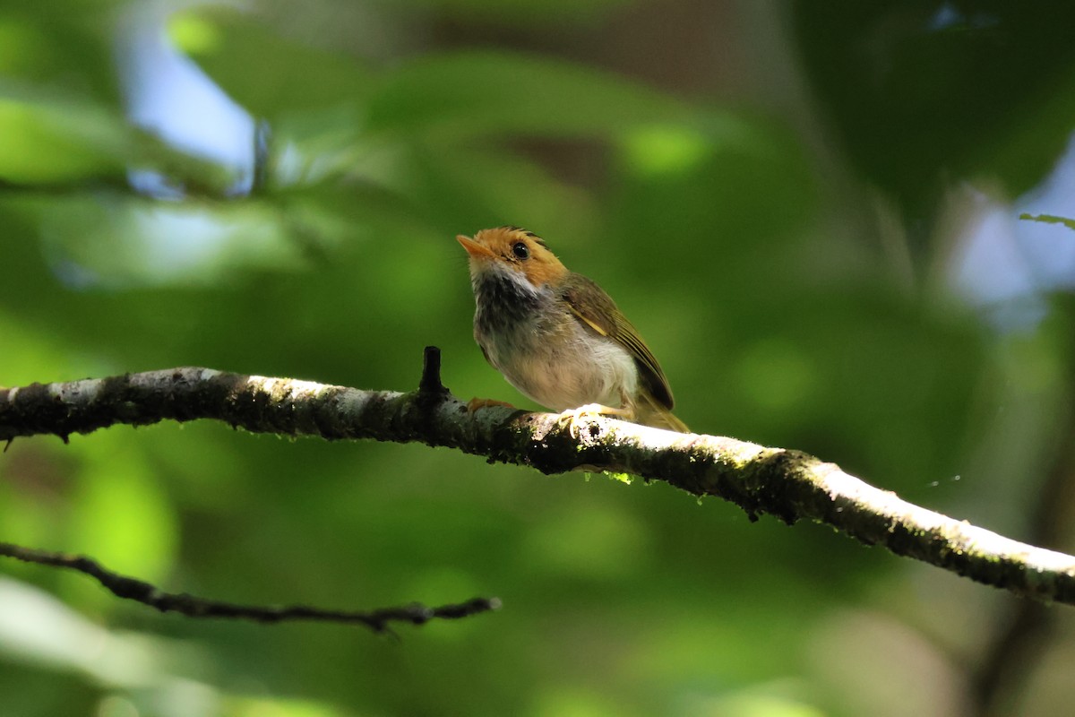 Rufous-faced Warbler - ML638100341