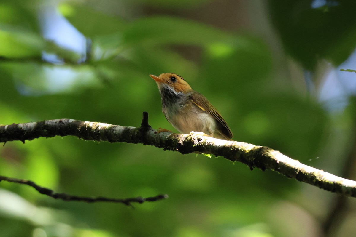 Rufous-faced Warbler - ML638100342