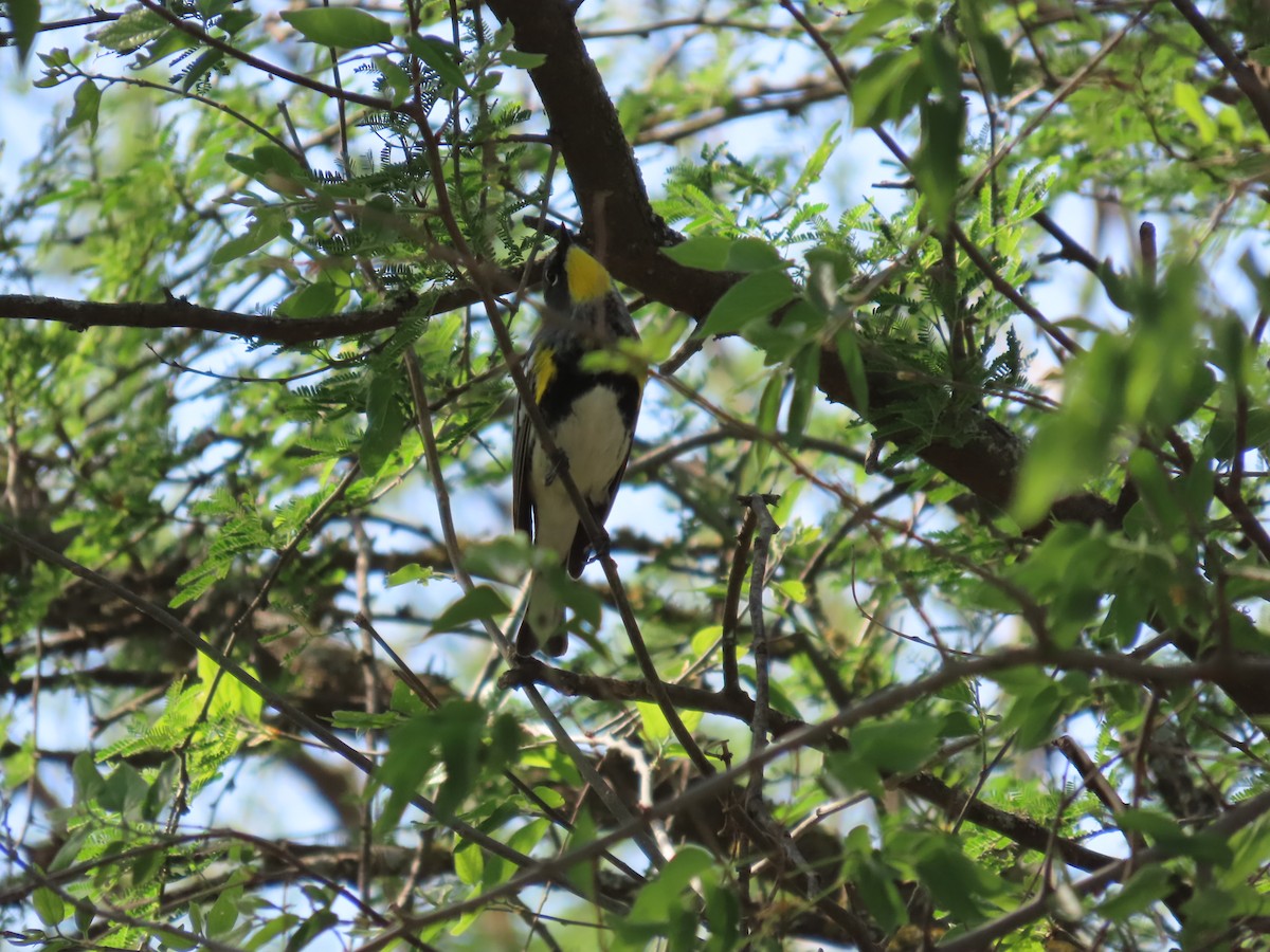 Yellow-rumped Warbler - ML638100343