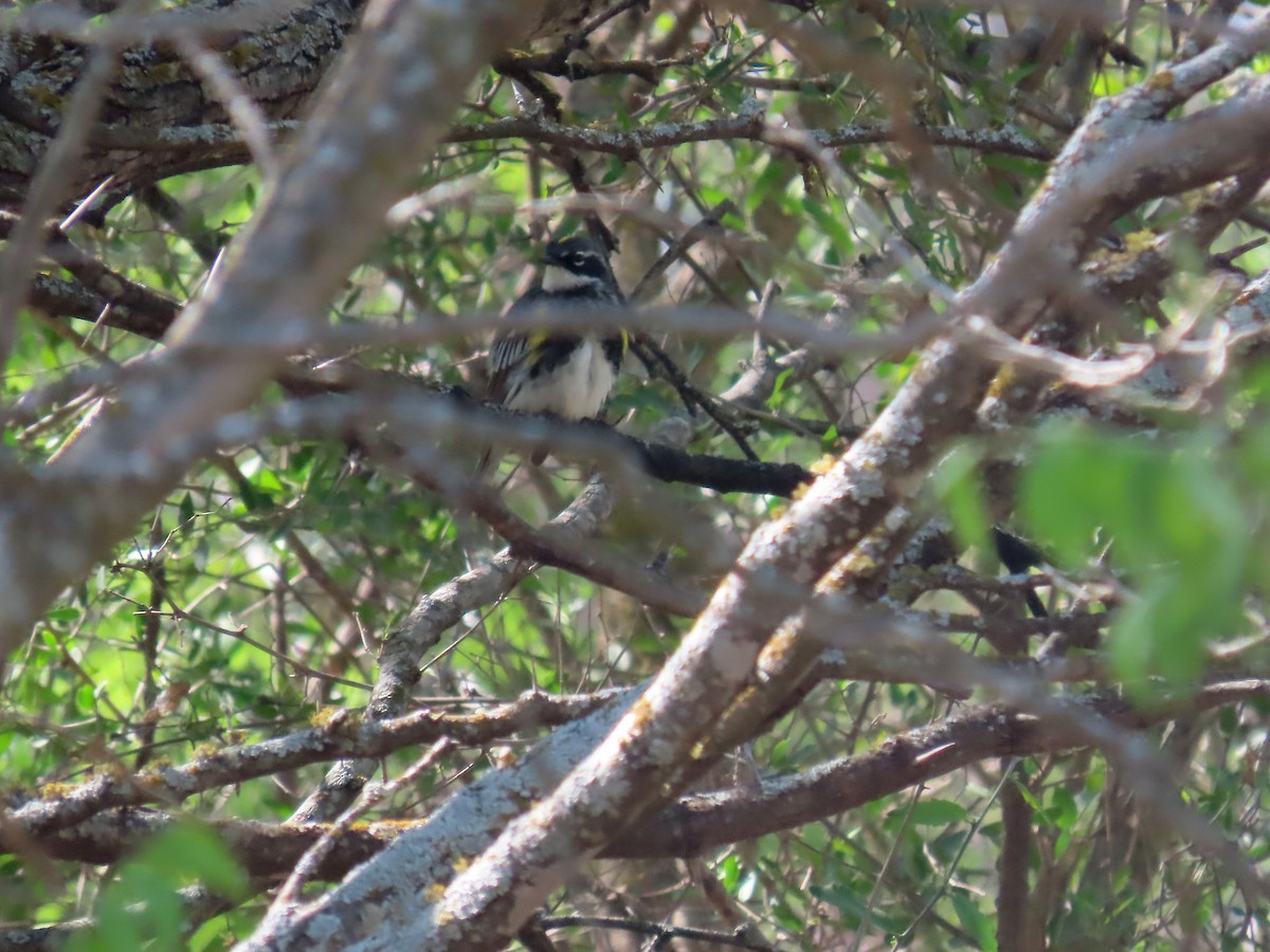 Yellow-rumped Warbler - ML638100344