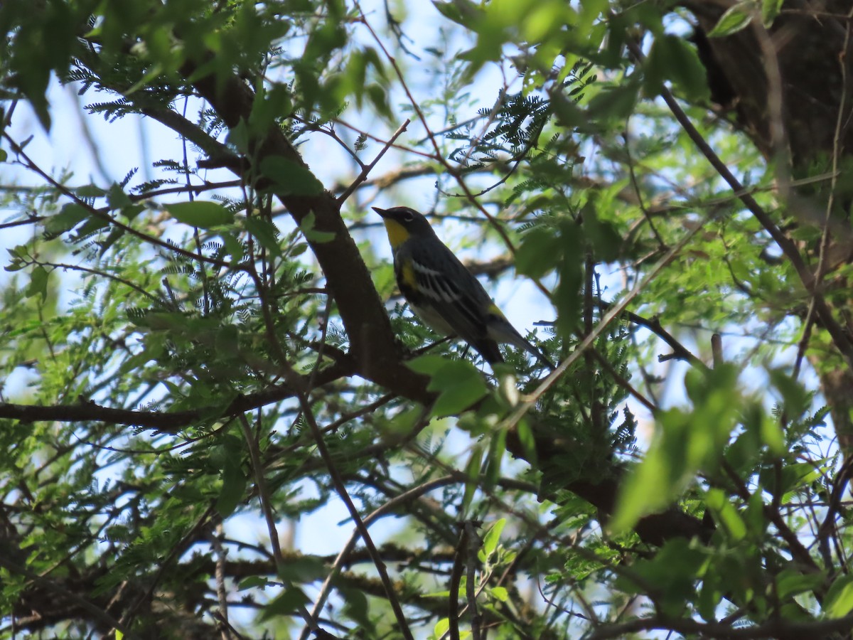 Yellow-rumped Warbler - ML638100345
