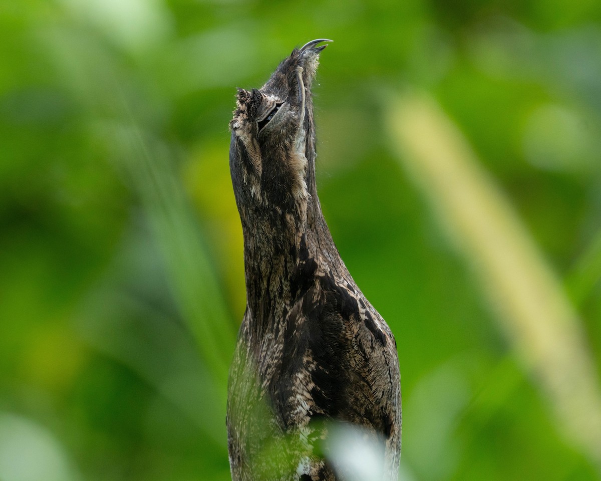 Common Potoo - ML638100407