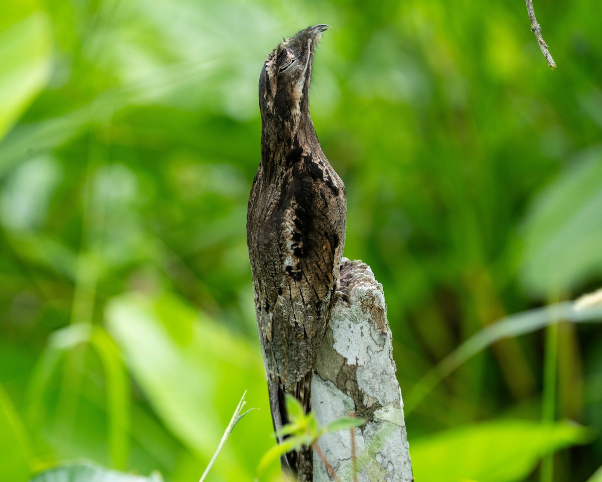 Common Potoo - ML638100408