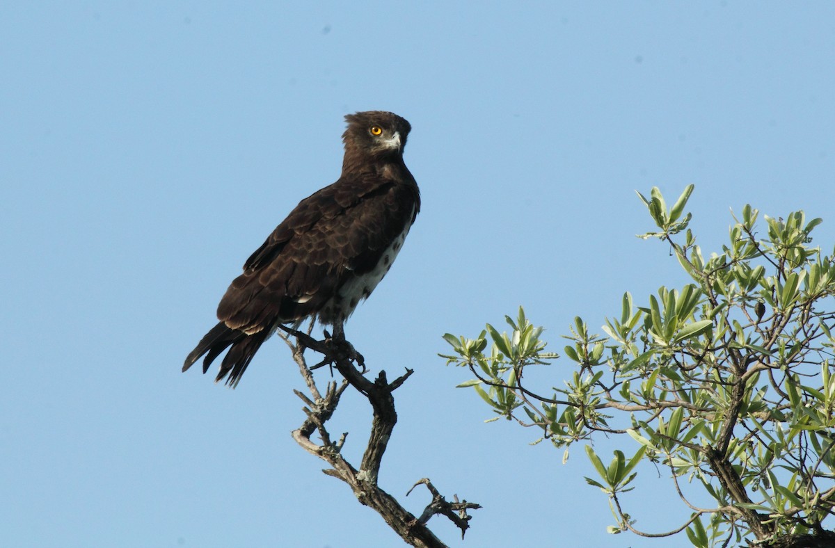 Black-chested Snake-Eagle - ML638100411
