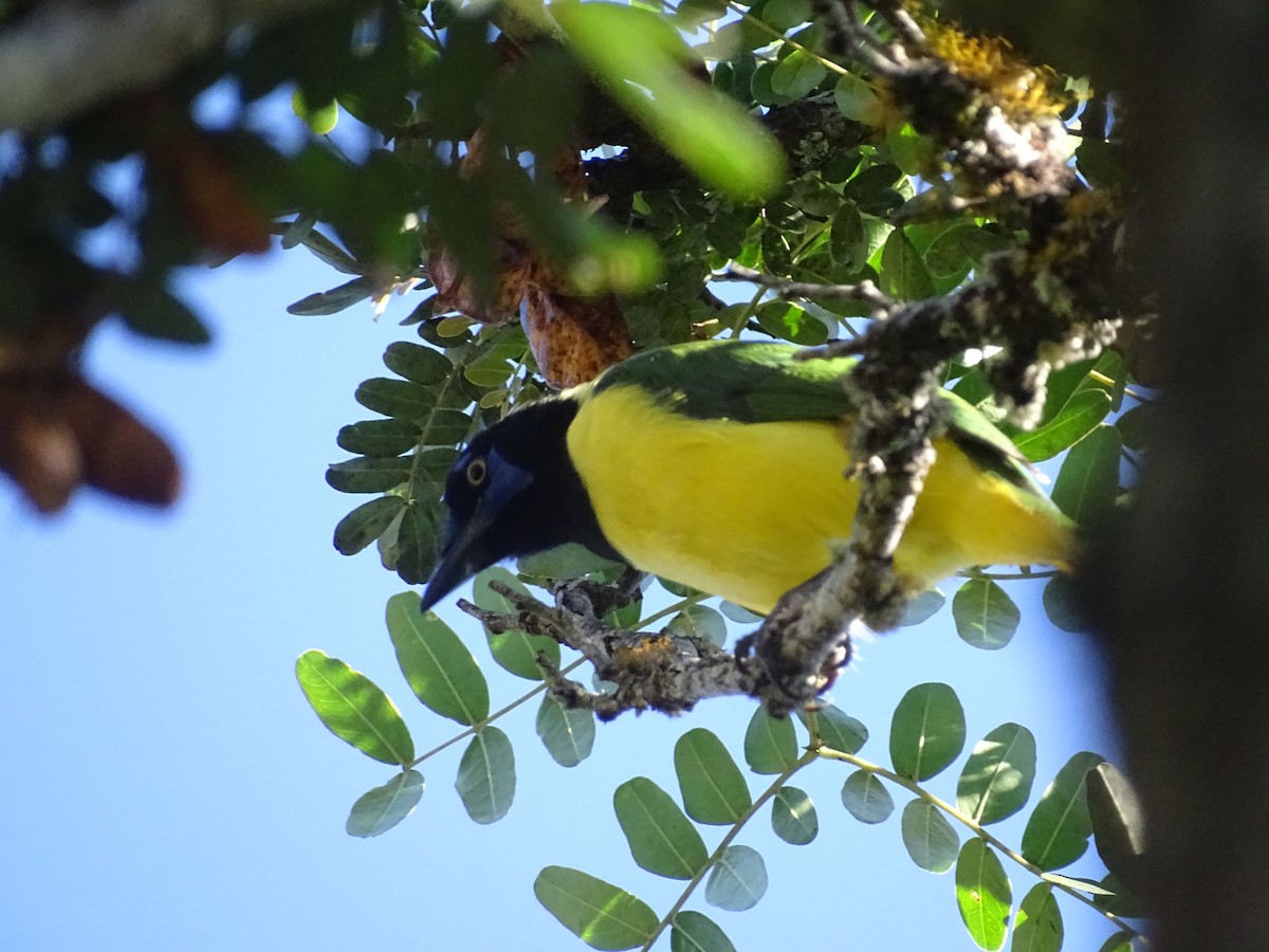 Green Jay - ML638100418