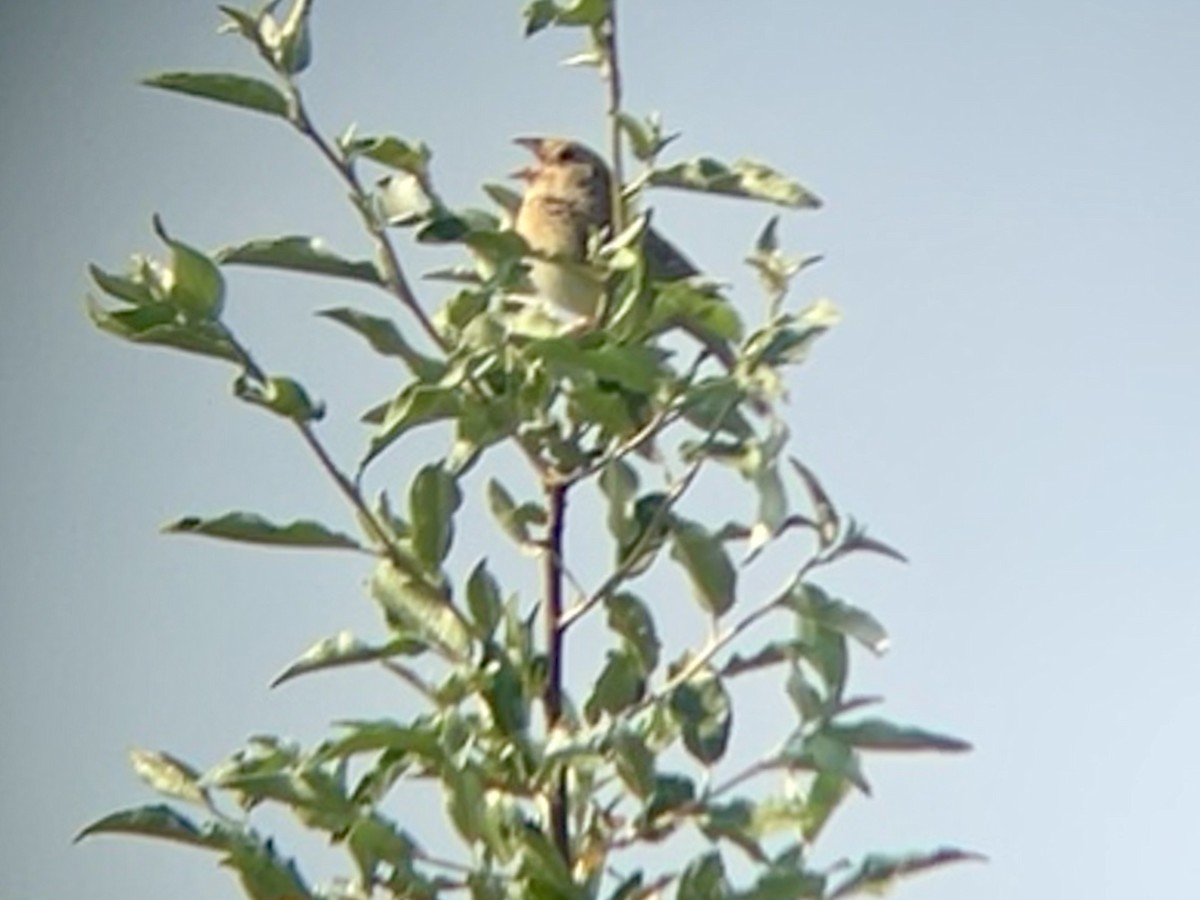Grasshopper Sparrow - ML638100504