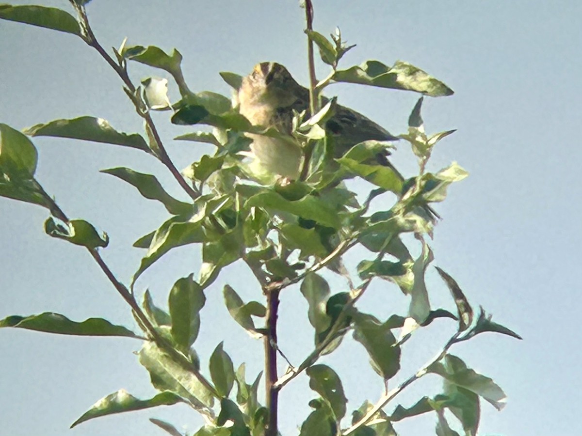 Grasshopper Sparrow - ML638100506