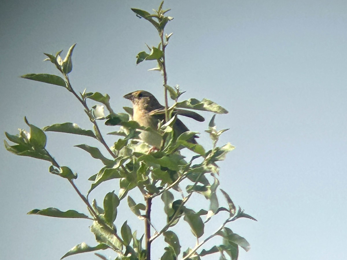 Grasshopper Sparrow - ML638100507