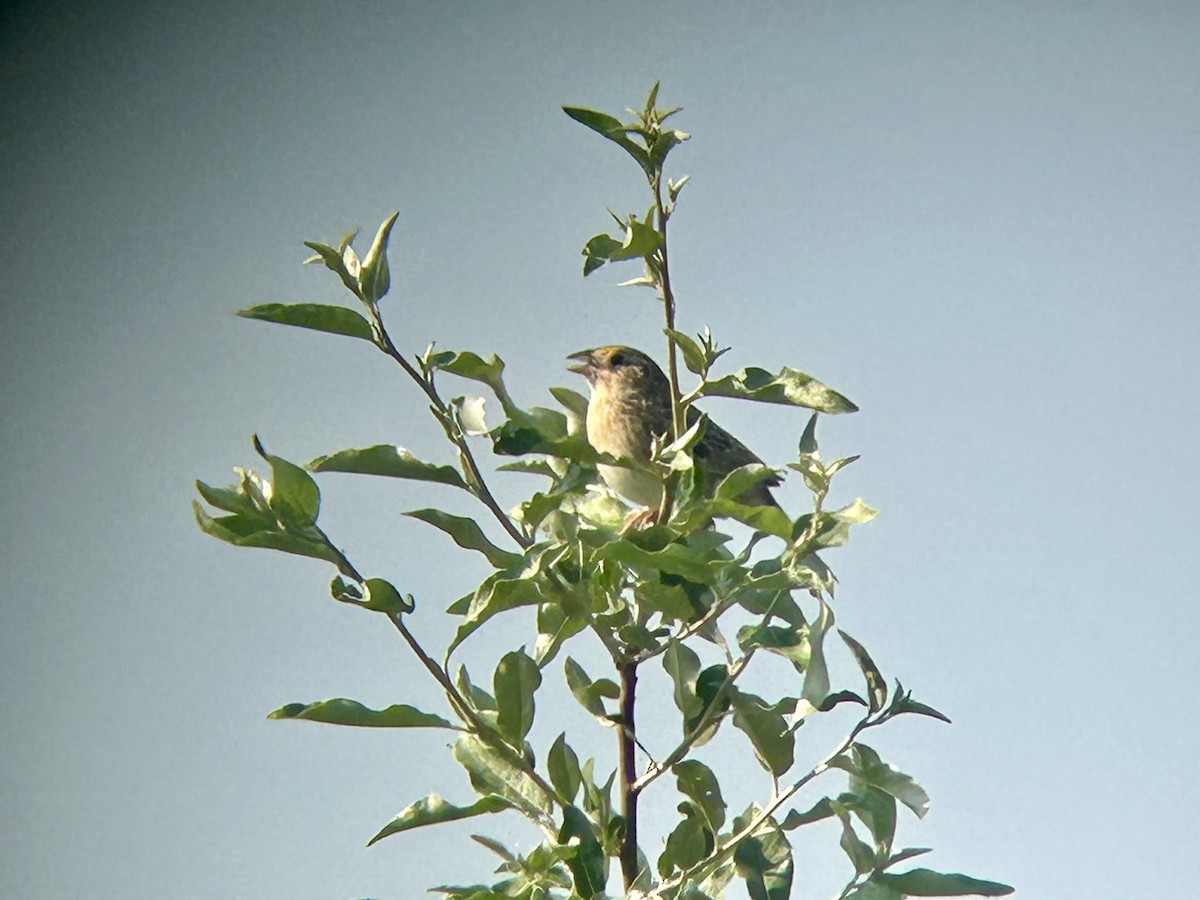 Grasshopper Sparrow - ML638100508