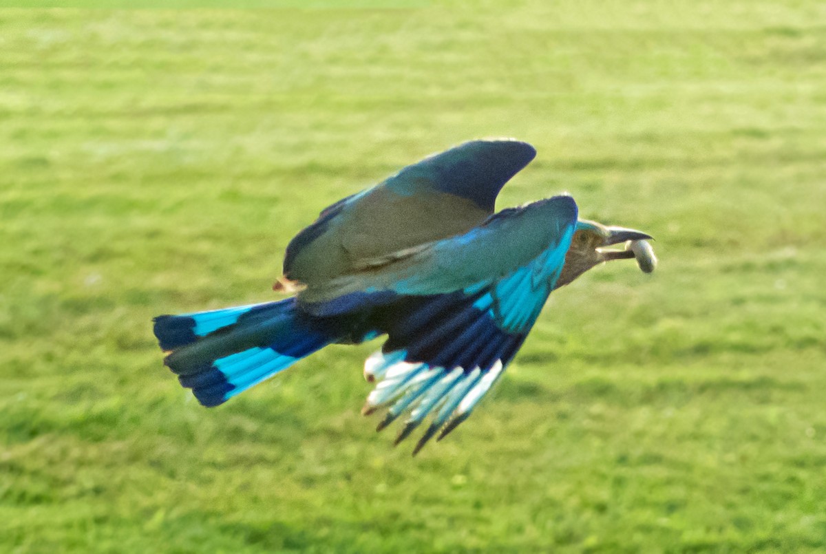 Indian Roller - ML638100533