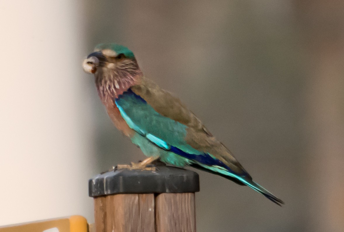 Indian Roller - ML638100534