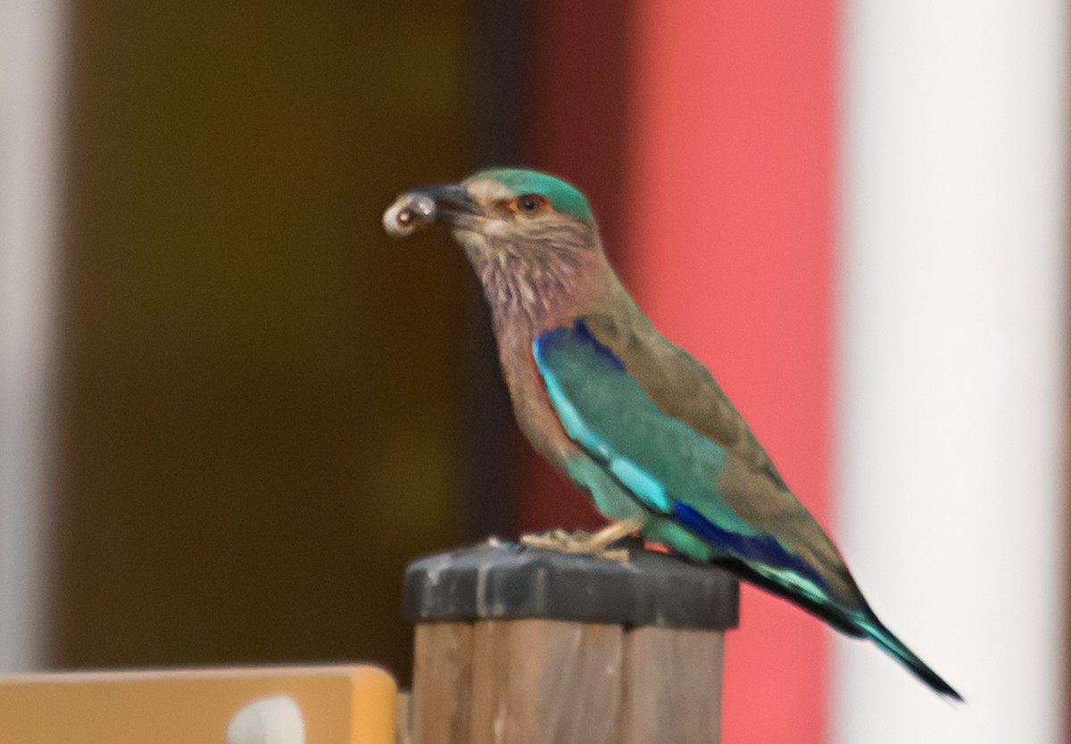 Indian Roller - ML638100535