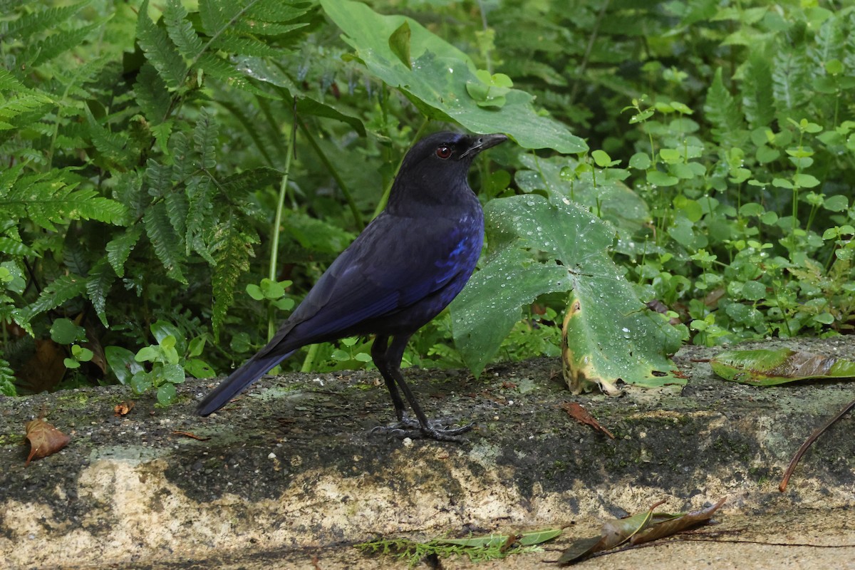 Taiwan Whistling-Thrush - ML638100595