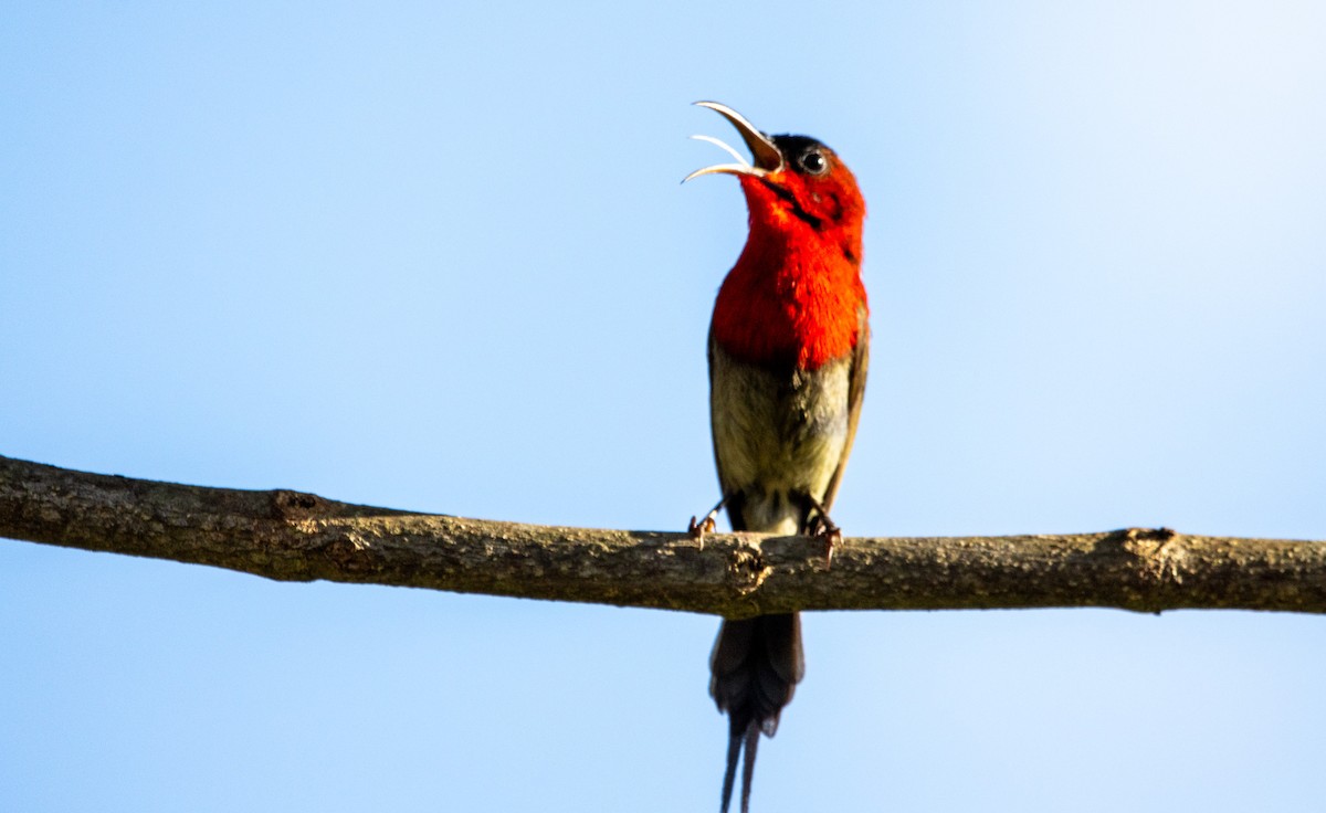 Crimson Sunbird - ML638100670