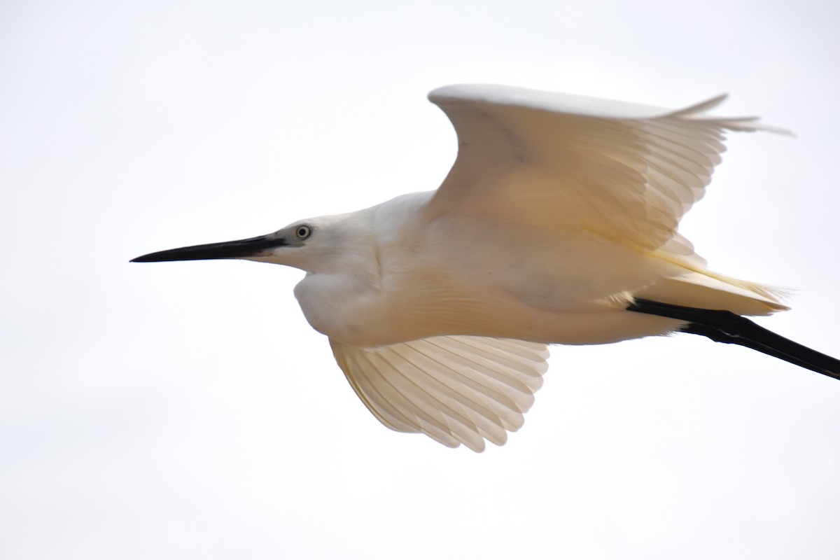 Little Egret - ML638100691