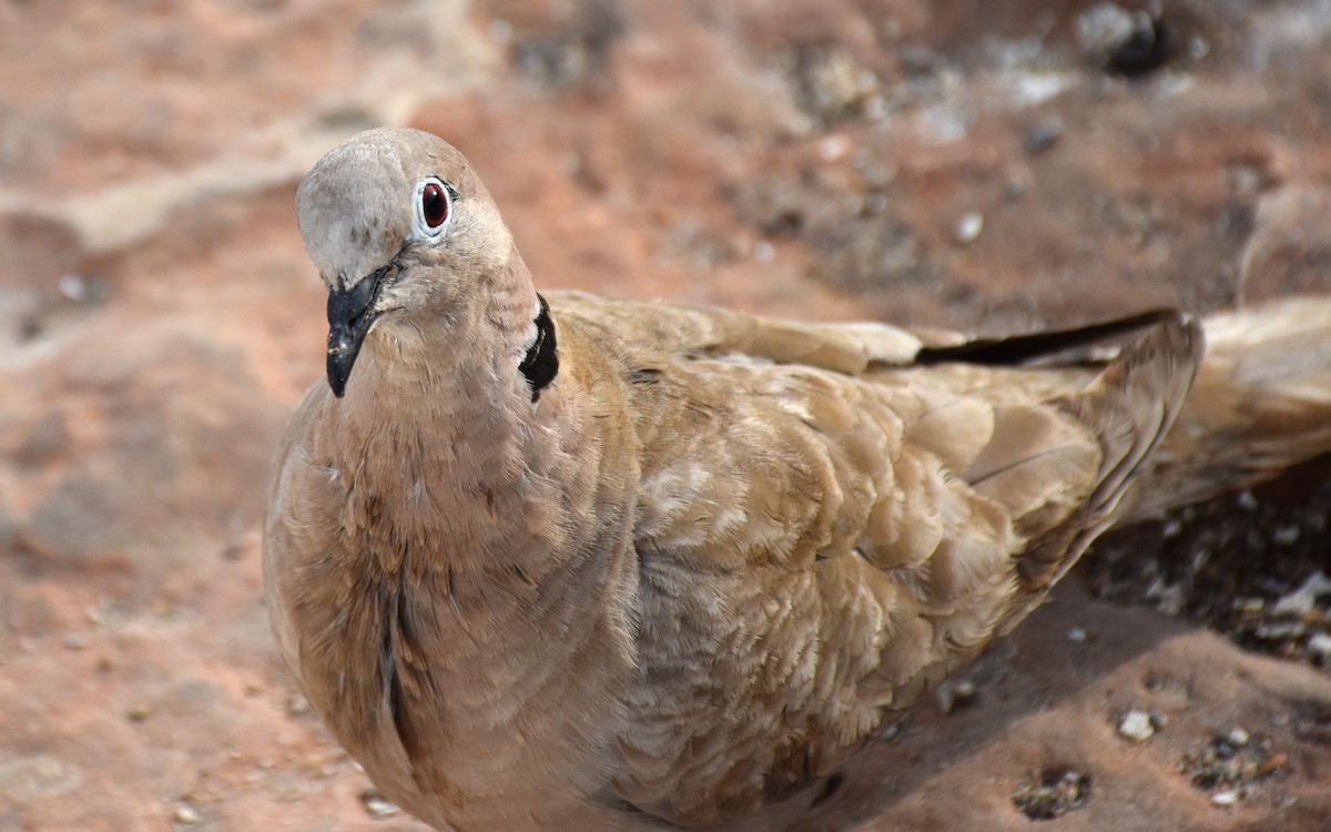 Eurasian Collared-Dove - ML638100692