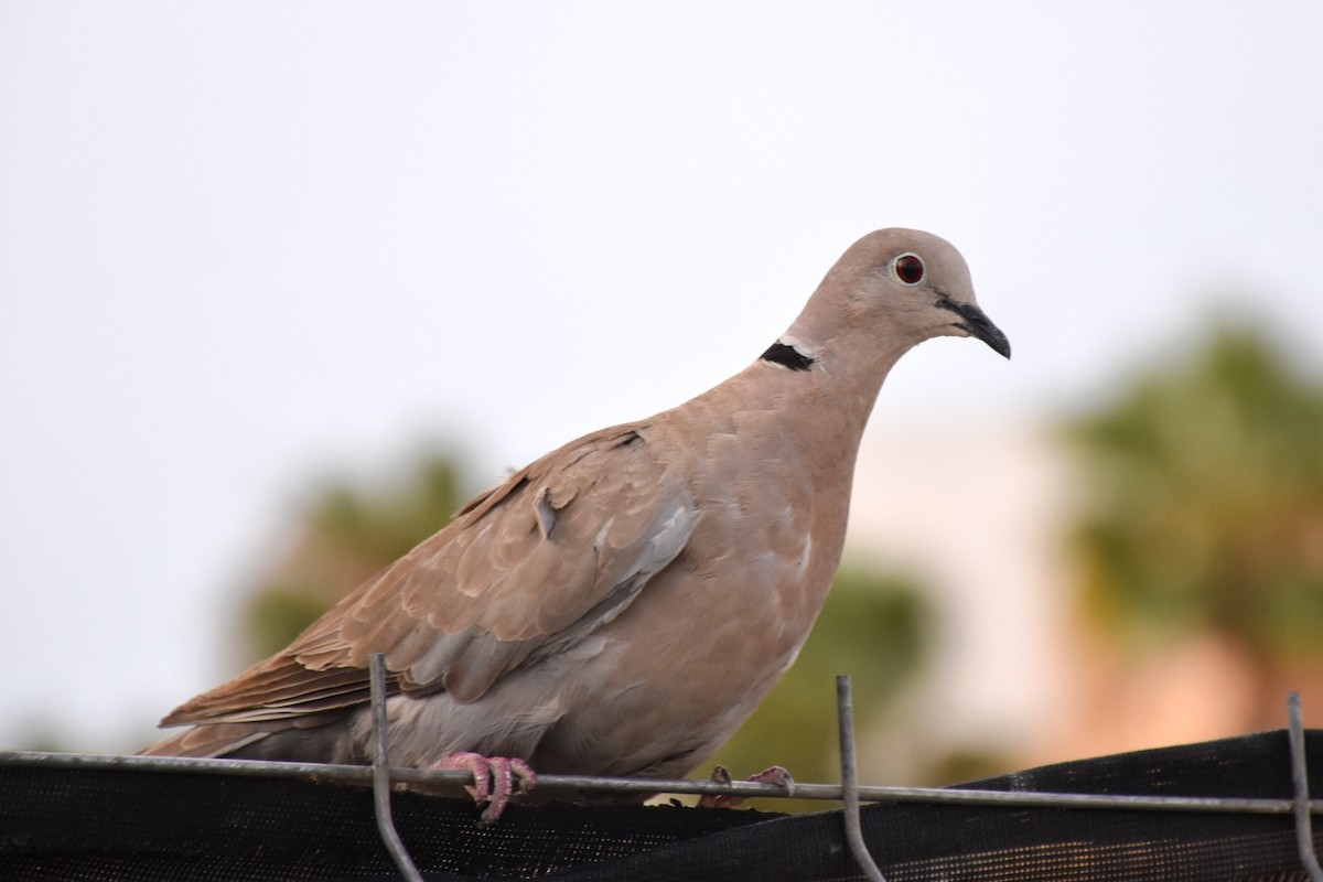 Eurasian Collared-Dove - ML638100726