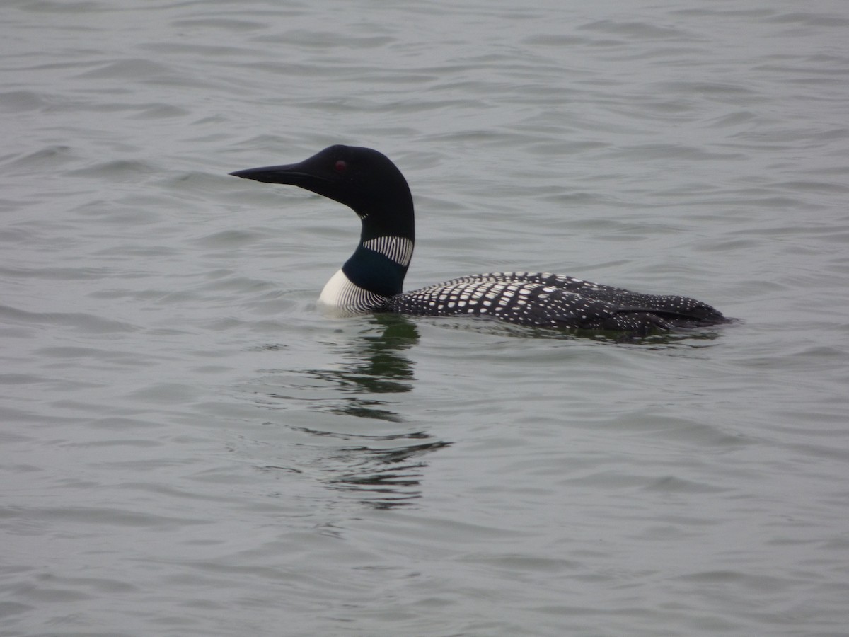 Common Loon - ML638100744