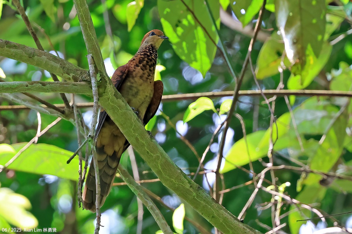 Little Cuckoo-Dove - ML638100784