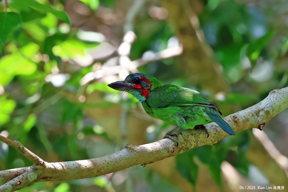 Black-eared Barbet - ML638100789