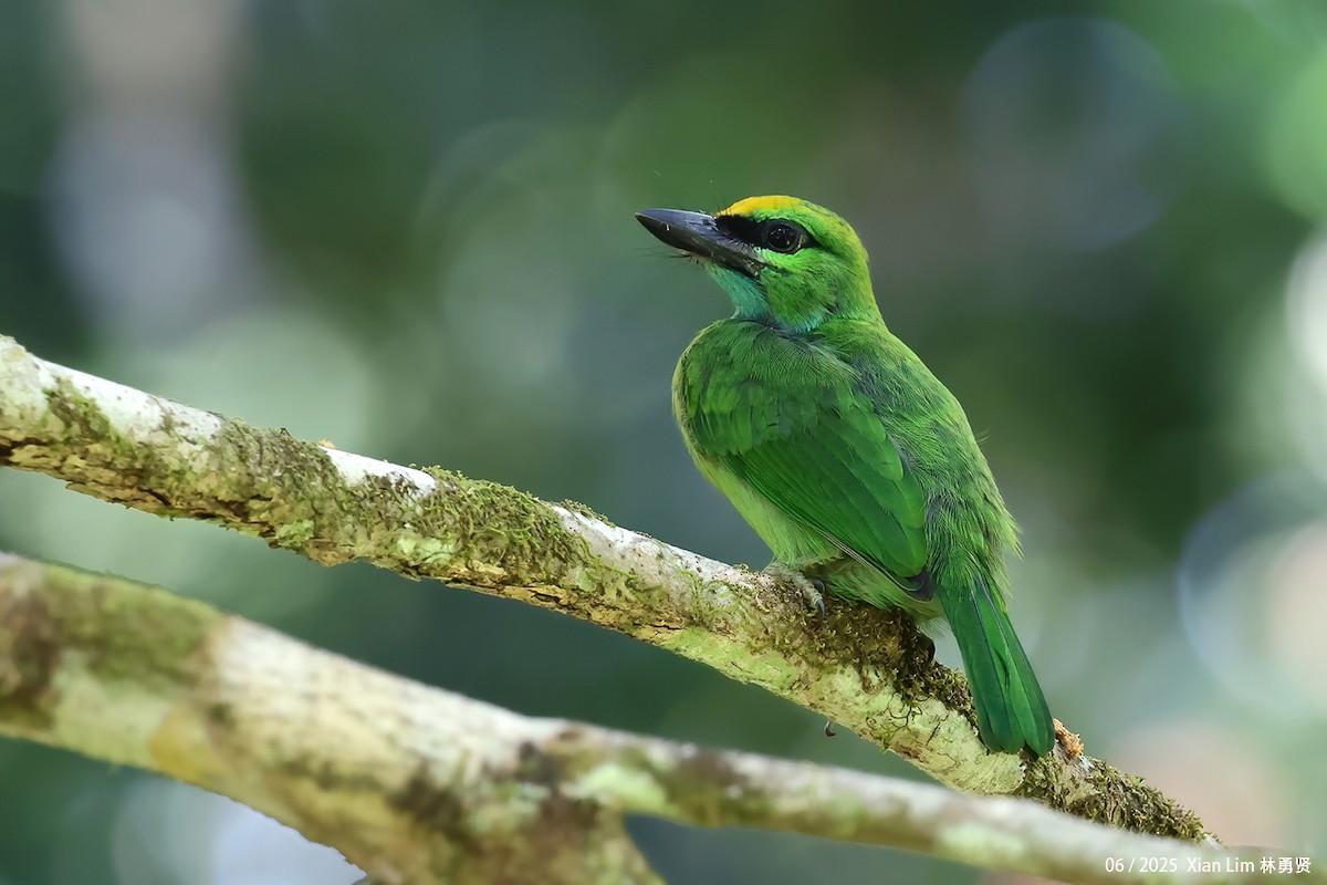 Yellow-crowned Barbet - ML638100792