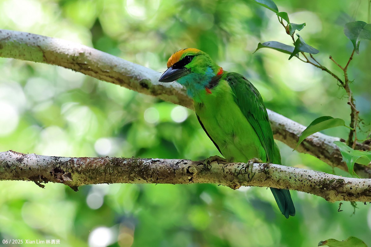 Yellow-crowned Barbet - ML638100793