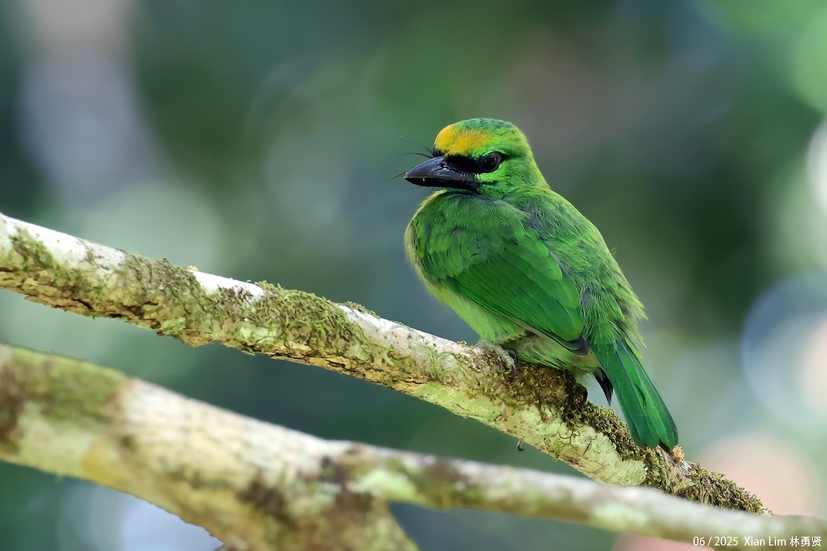 Yellow-crowned Barbet - ML638100794