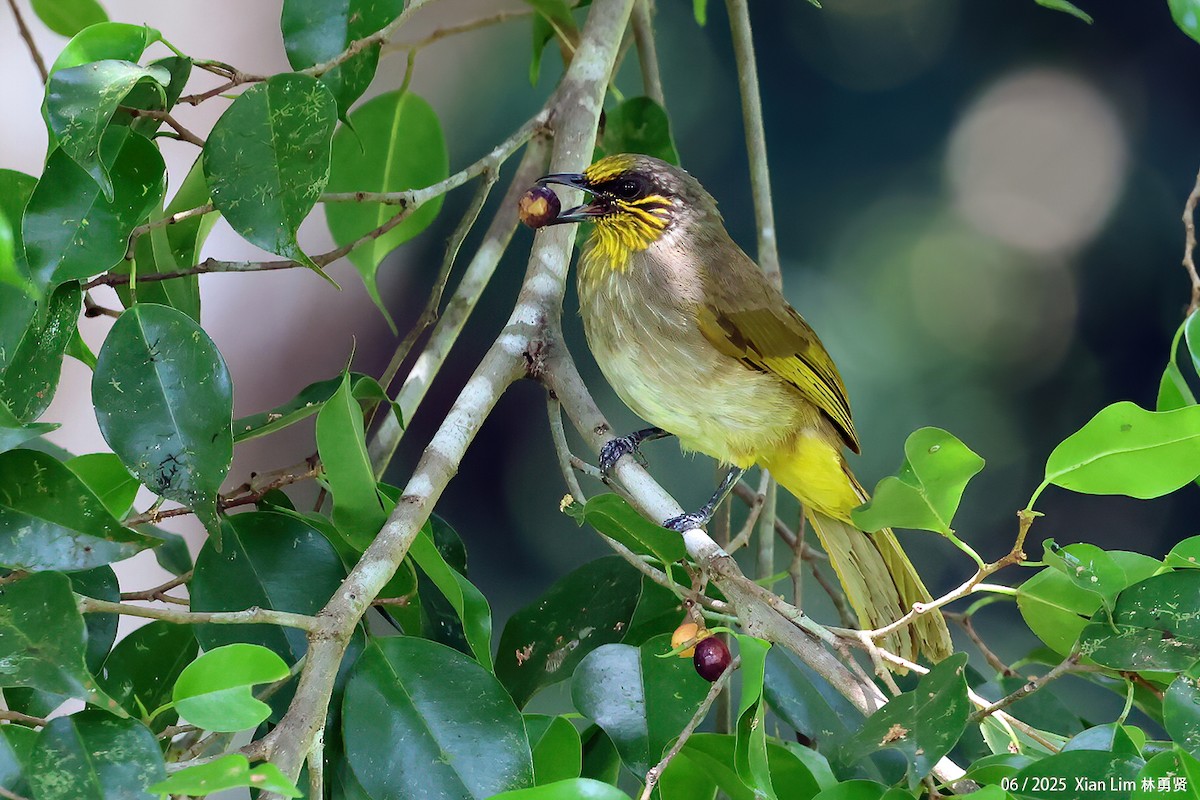 Stripe-throated Bulbul - ML638100822
