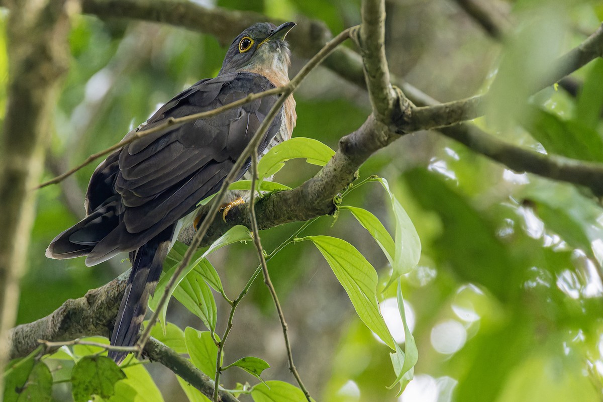 Dark Hawk-Cuckoo - ML638100824