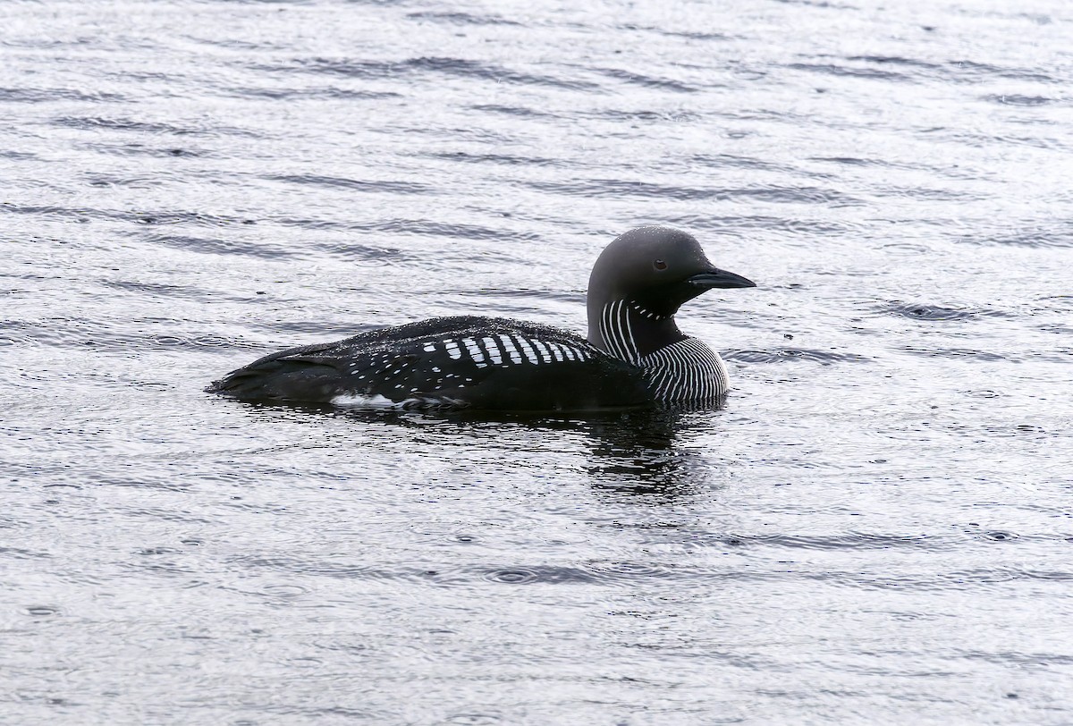 Arctic Loon - ML638100869
