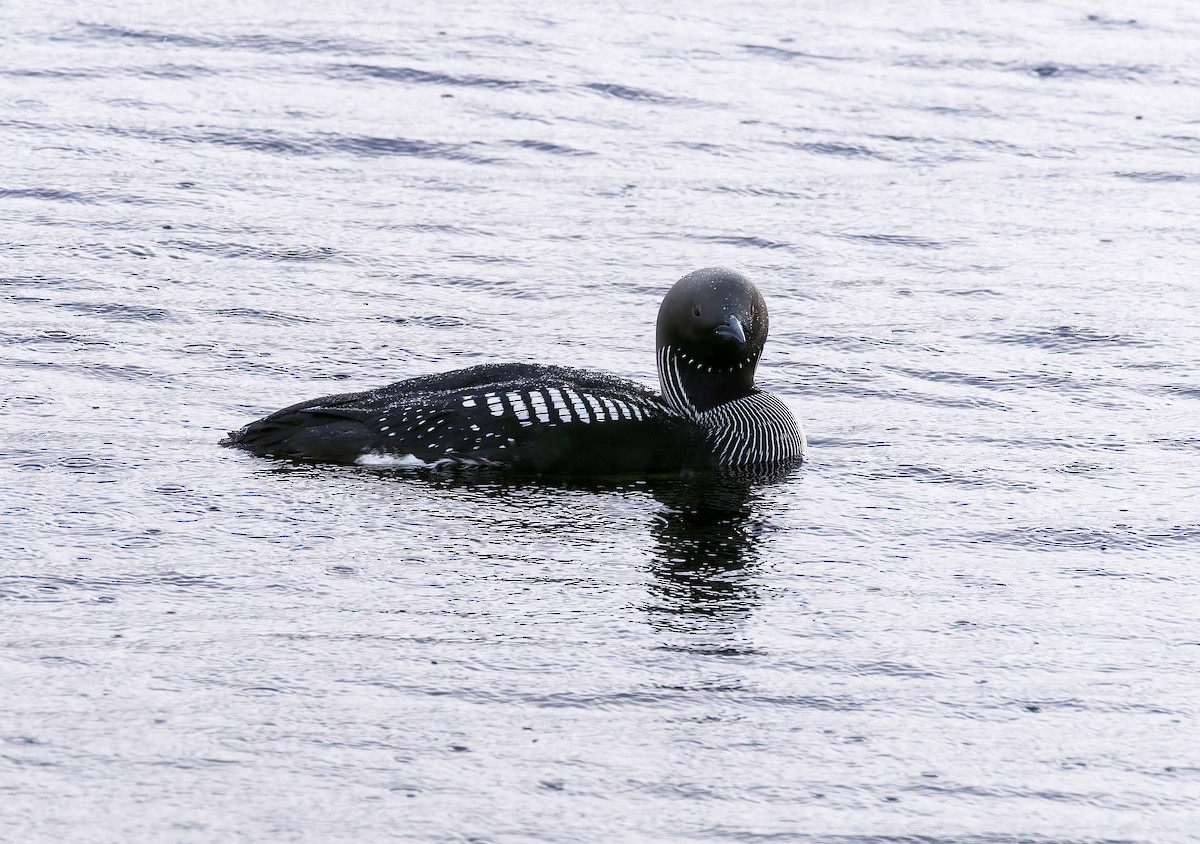 Arctic Loon - ML638100874
