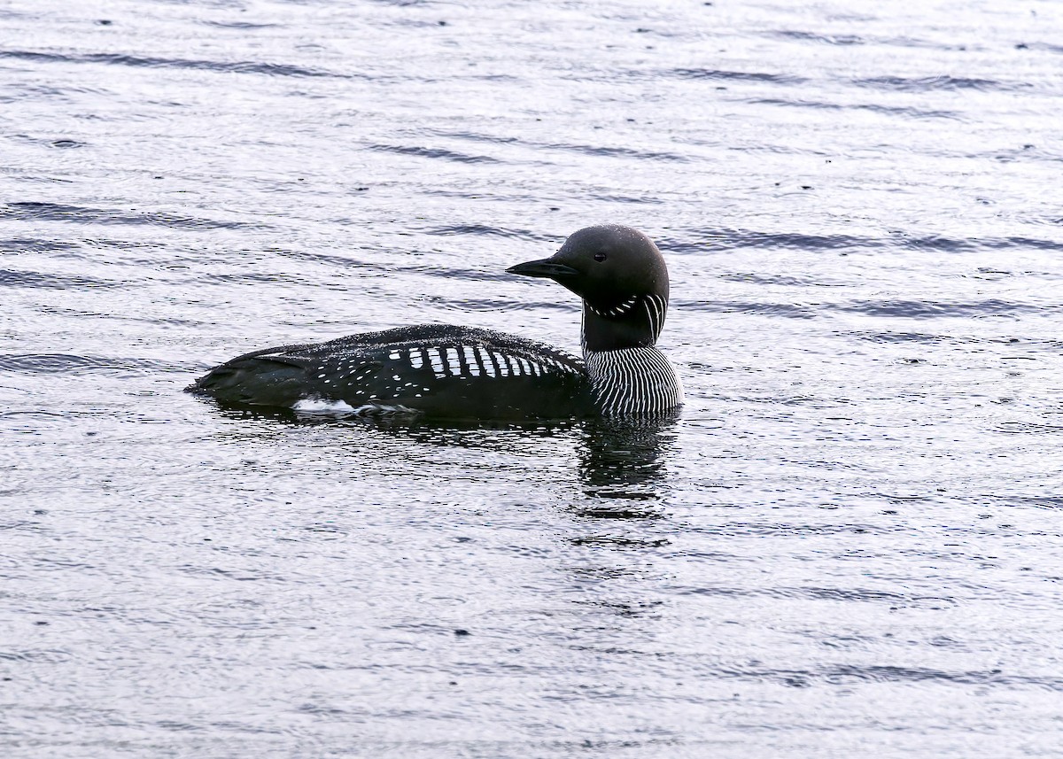 Arctic Loon - ML638100880