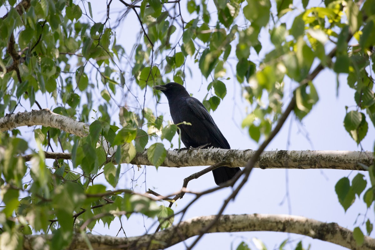 American Crow - ML638100881