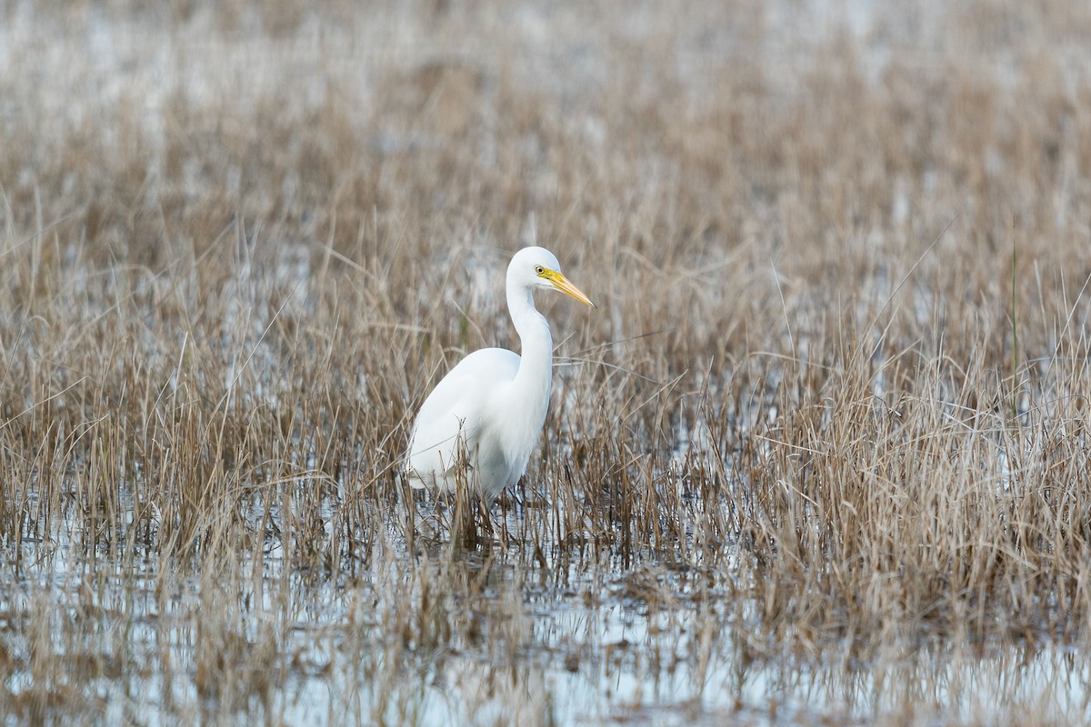 Yellow-billed Egret - ML638100885