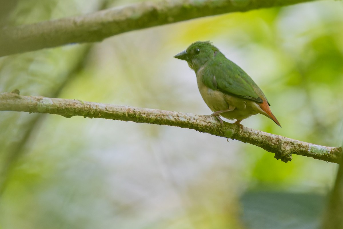 Pin-tailed Parrotfinch - ML638100898