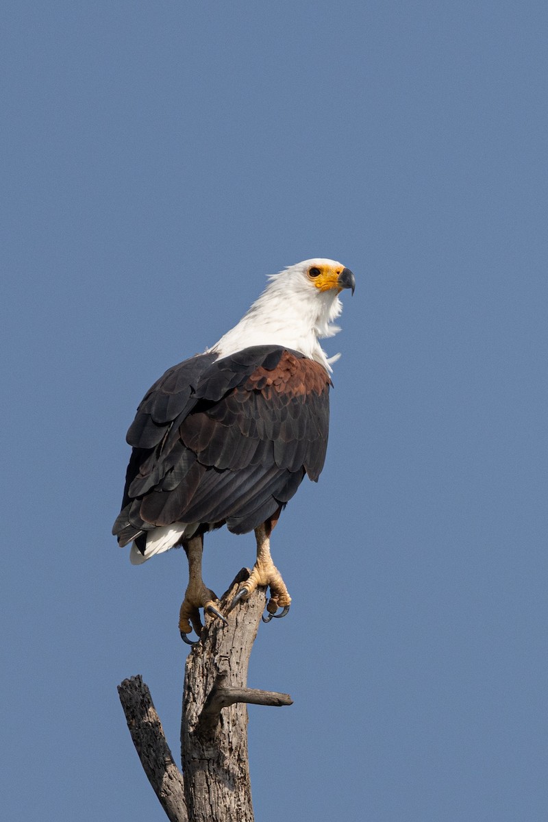 African Fish-Eagle - ML638100901