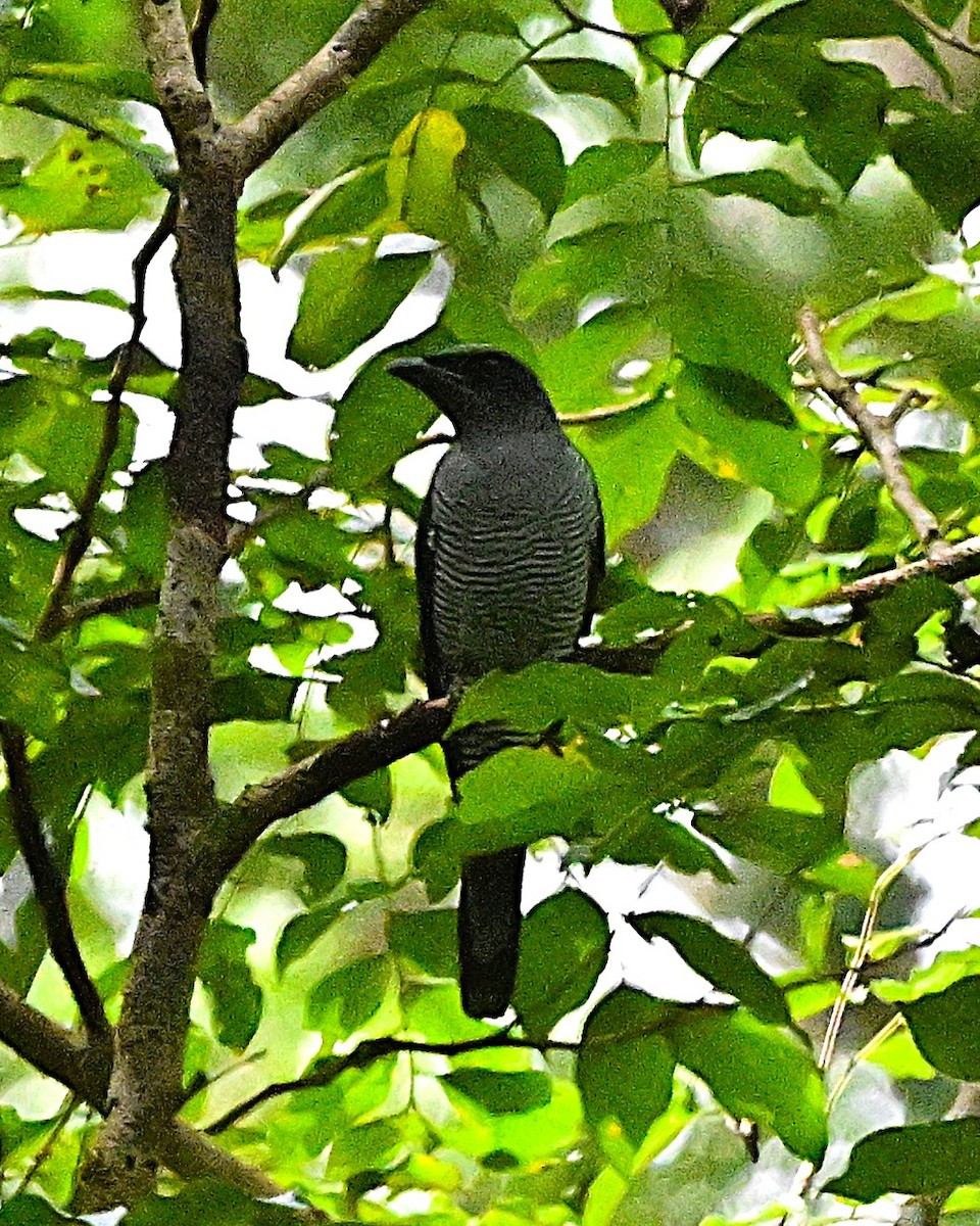 Andaman Cuckooshrike - ML638100908