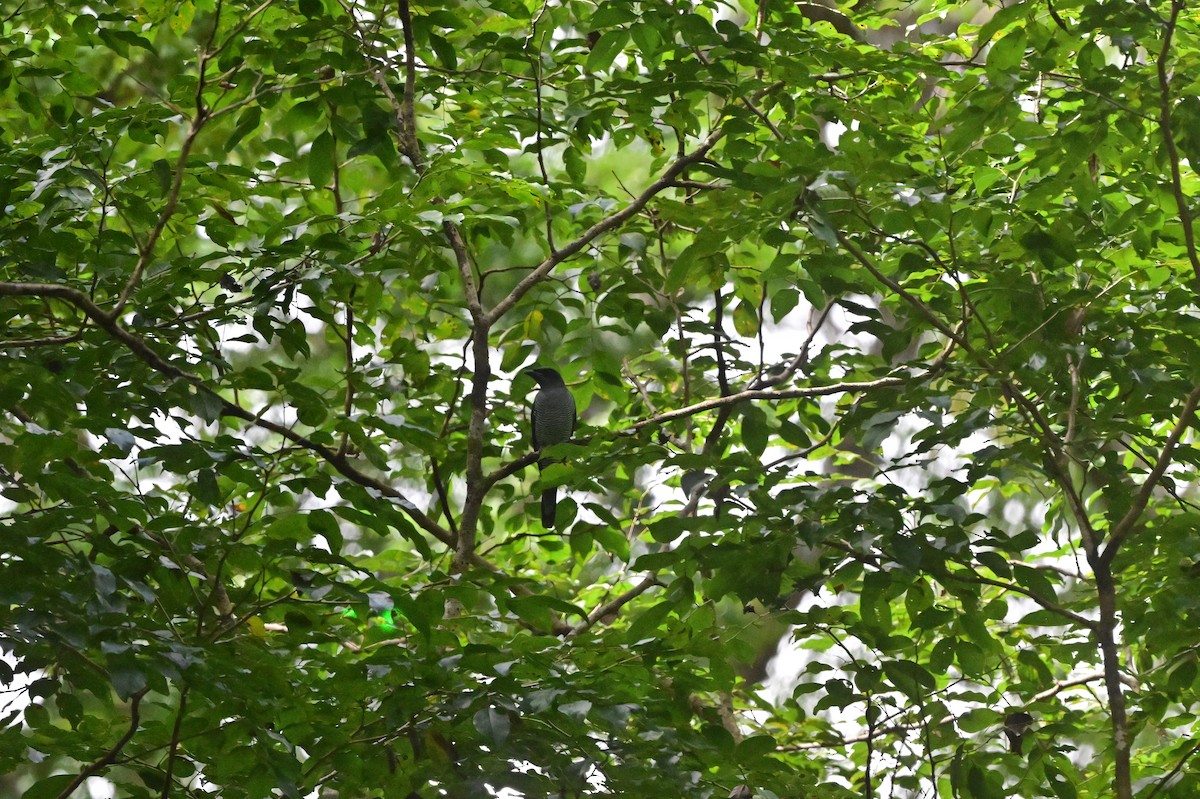 Andaman Cuckooshrike - ML638100926