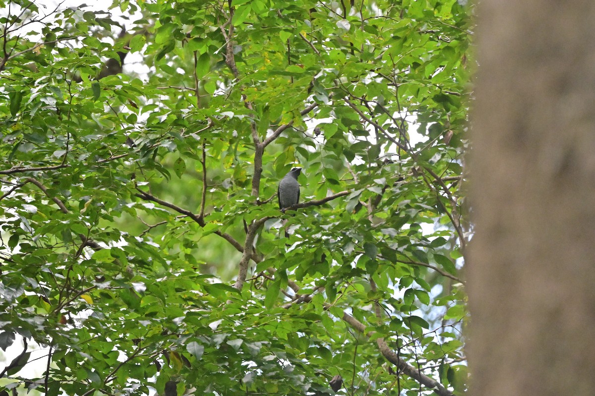 Andaman Cuckooshrike - ML638100927