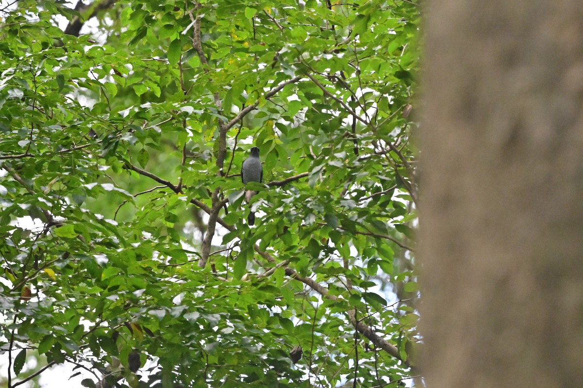 Andaman Cuckooshrike - ML638100930