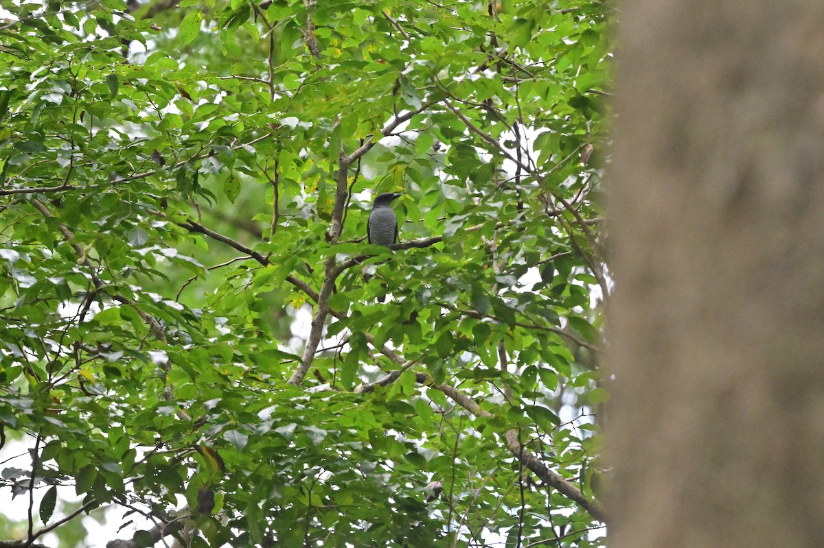 Andaman Cuckooshrike - ML638100934