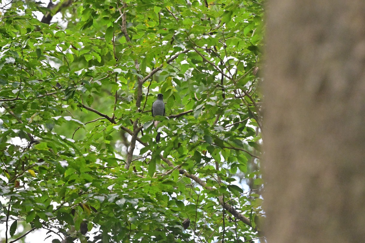 Andaman Cuckooshrike - ML638100936